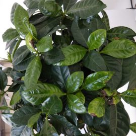 Gardenia drying leaves and falling buds ARM EN Community