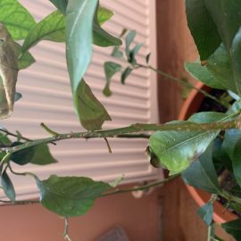 Lemon-tree-scale-bugs