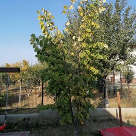 Linden tree with slow growth ARM EN Community