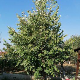 Linden tree with slow growth ARM EN Community
