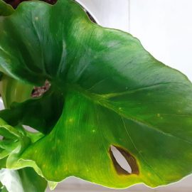 Philodendron-pests-1