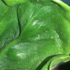Philodendron-pests