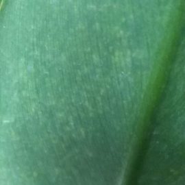 Philodendron – yellow spots on leaves ARM EN Community