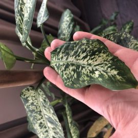 Dieffenbachia – leaves that seem old ARM EN Community