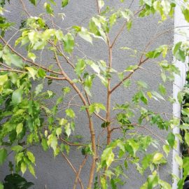 Ficus spots – sunburn ARM EN Community