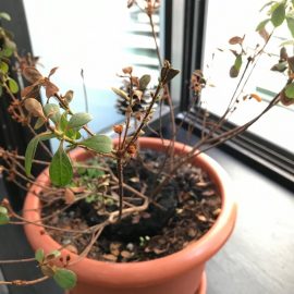 Gardenia almost wilted ARM EN Community