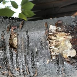 Japanese cherry  – mushrooms on bark ARM EN Community