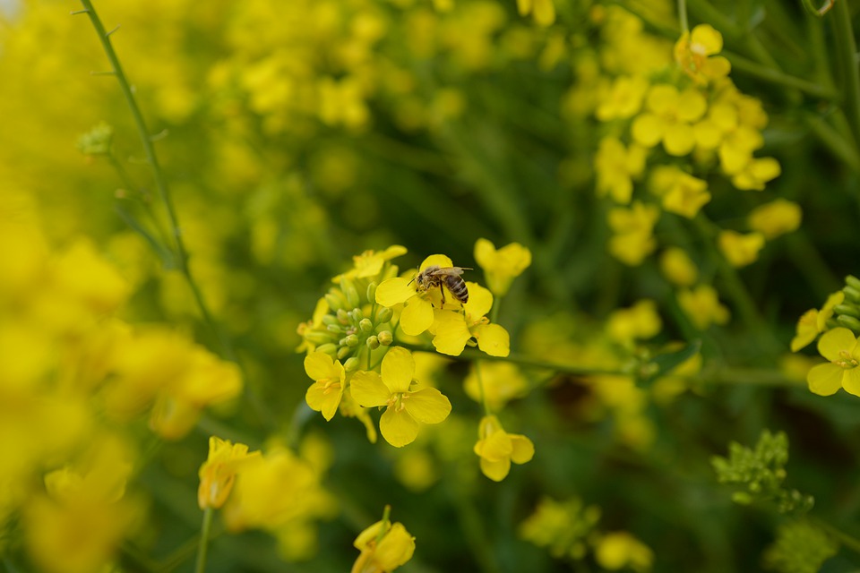 Rapeseed, cultivation and harvesting technology
