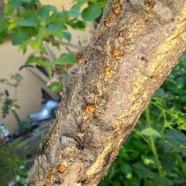 Apricot tree – gummosis on the trunk ARM EN Community
