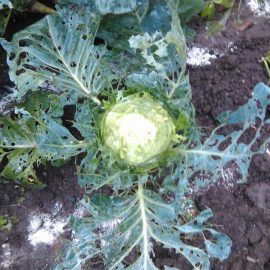 Cabbage attacked by pests ARM EN Community