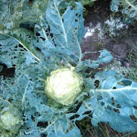Cabbage attacked by pests ARM EN Community