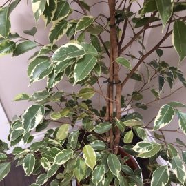 Ficus benjamina leaves falling ARM EN Community