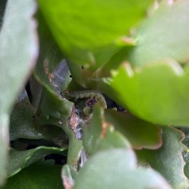 Kalanchoe plant pests ARM EN Community