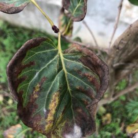 Lilac and London plane tree – powdery mildew ARM EN Community