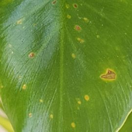 Philodendron – yellow spots ARM EN Community