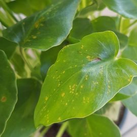 Philodendron-yellow-spots-1