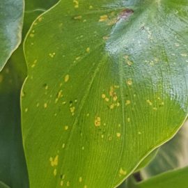 Philodendron-yellow-spots