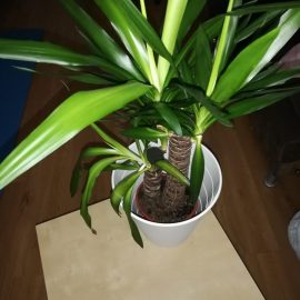 Yucca – has been without light for a week ARM EN Community