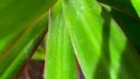 Dracaena marginata leaves browning at the edges ARM EN Community