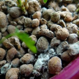 Mimosa pudica with mold ARM EN Community