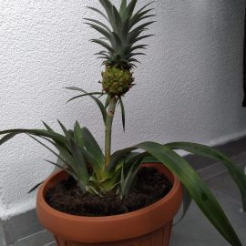 Decorative pineapple – basal leaves affected ARM EN Community