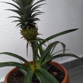 Decorative pineapple – basal leaves affected ARM EN Community