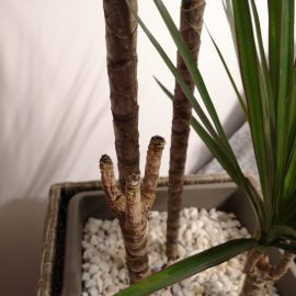 Dracaena marginata with slack stem ARM EN Community