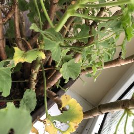 Houseplants attacked by caterpillars and mites ARM EN Community