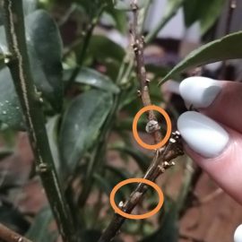 Mandarin tree with scale bugs ARM EN Community