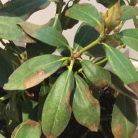 Rhododendron with brown leaf tips ARM EN Community