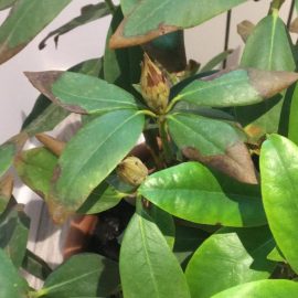 Rhododendron with brown leaf tips ARM EN Community