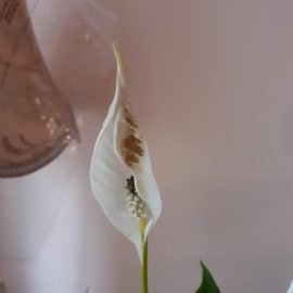 Spathiphyllum – Flower with brown spots ARM EN Community
