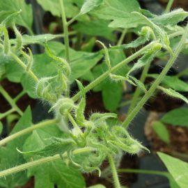 Tomato seedling-twisted tips ARM EN Community