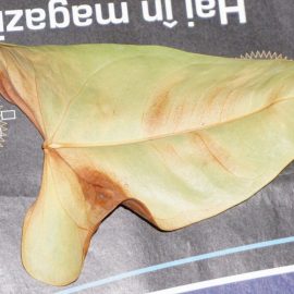 Yellow leaves anthurium ARM EN Community