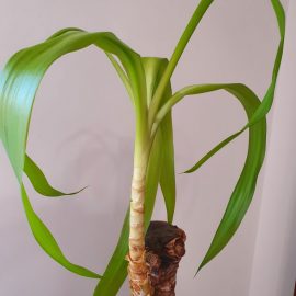 Yucca with wilted leaves ARM EN Community