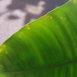 Philodendron Burle Marx – disease ARM EN Community