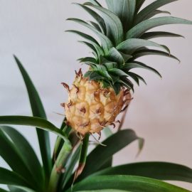 Pineapple with dried fruit and leaves ARM EN Community