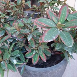 Rhododendron – what causes brown edges on leaves? ARM EN Community