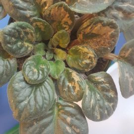 Saintpaulia – brown spots on leaves ARM EN Community