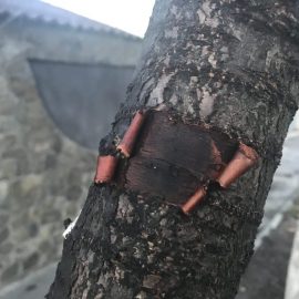 Sour cherry – peeling bark ARM EN Community