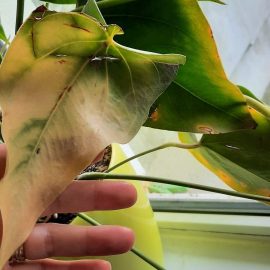 Anthurium leaves yellowing ARM EN Community