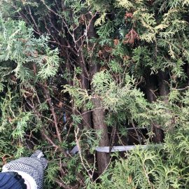 Arborvitae – split bark and yellow branches and yellow branches ARM EN Community