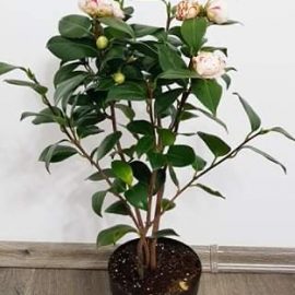 Camellia with falling buds and flowers ARM EN Community