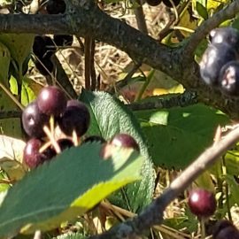 Chokeberry – organic treatments for fungus or lichen ARM EN Community