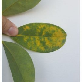 Schefflera-leaves-2
