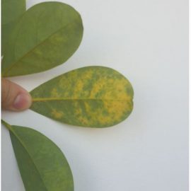 Schefflera-leaves-1