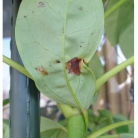 Schefflera-leaves-3