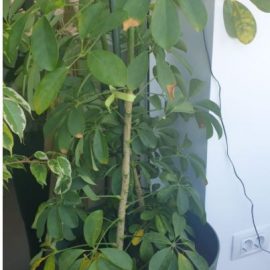 Schefflera-leaves