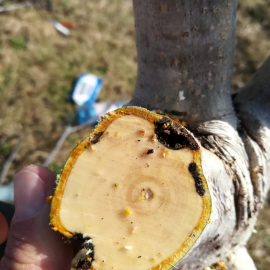 Walnut trees with cracks in bark and black trunk ARM EN Community