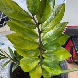 Zamioculcas yellowed leaves after repotting ARM EN Community